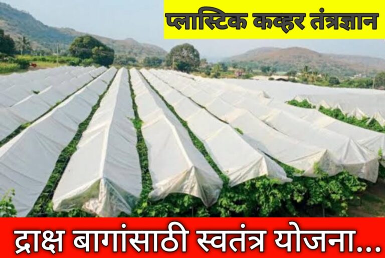 द्राक्ष उत्पादनासाठी प्लास्टिक कव्हर तंत्रज्ञानावर 50% अनुदान; जाणून घ्या अर्ज कसा करावा?
