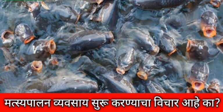 तलावात मासे पाळा आणि बक्कळ नफा कमवा! मत्स्यपालनासाठी किती मिळतं अनुदान? वाचा सविस्तर