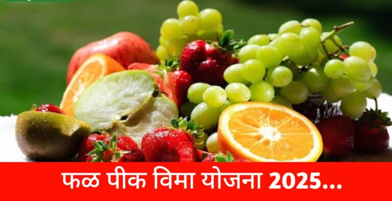 फळपिक विमा 2025: शेवटचा चान्स! ‘या’ तारखेपूर्वी भरा विमा… जाणून घ्या सविस्तर माहिती